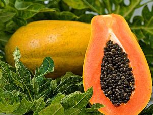 Fresh Papaya