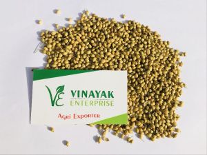 Coriander Seeds