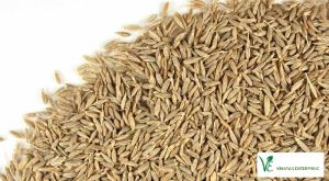 Cumin Seed