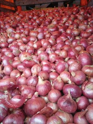 Nashik Red Onion