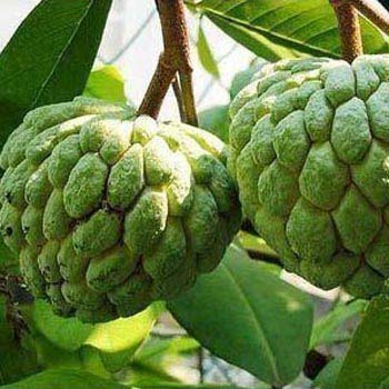 Fresh Custard Apple