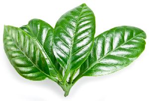 Green Coffee Leaves