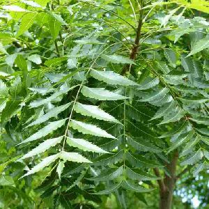 Neem Leaves