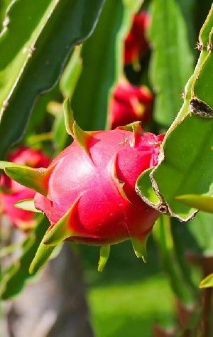 dragon fruit plant