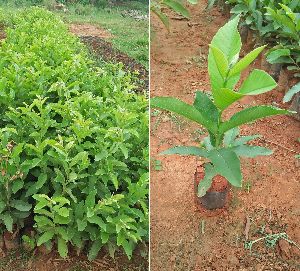 Thai Guava Plant