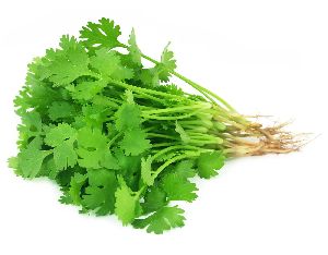 Fresh Coriander Leaves