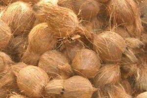 indian coconut