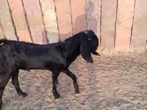 Male Beetal Goat