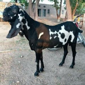 Male Nagfani Goat