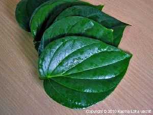 Betel Leaf