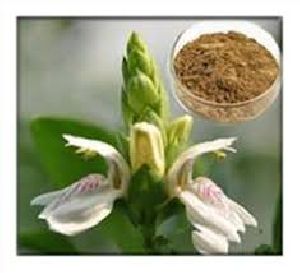 Adhatoda Vasica powder