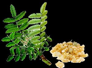 Boswellia Serrata Extract