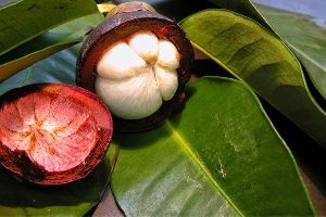 Garcinia Cambogia Fruit