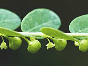 Phyllanthus Niruri