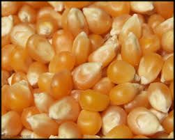 Maize