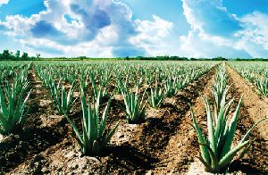 Aloe Vera contract farming