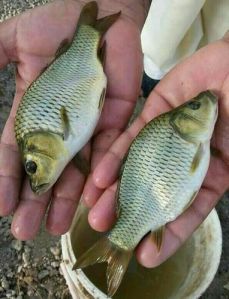 common carp fish