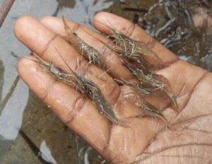 Prawn Juvenile Fish Seeds