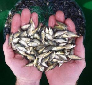 Silver Carp Fish Seeds