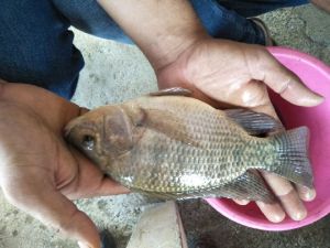 Tilapia Fish