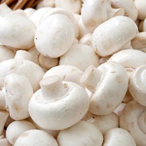 fresh white button mushrooms