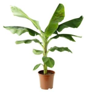 Banana Plant