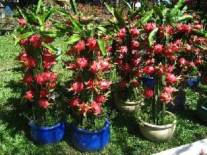 dragon fruit plant