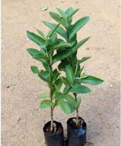 Guava Plant