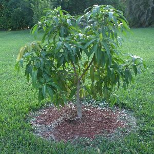 Mango Plant