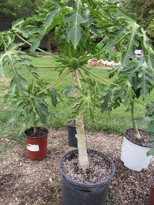 Papaya Plant