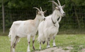 male goat