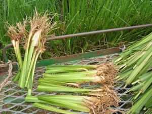 vetiver grass