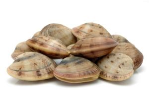 clams