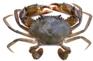 Mud Crabs