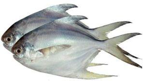 Silver Pomfret Fish