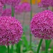 allium