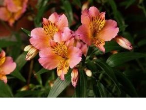 alstroemeria