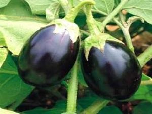 Brinjal