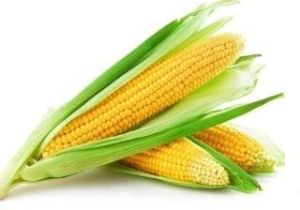 Corn