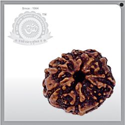 10 Mukhi Rudraksha