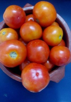 Tomato