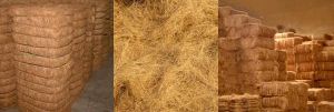 Coir Fiber