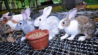 Rabbit Farming