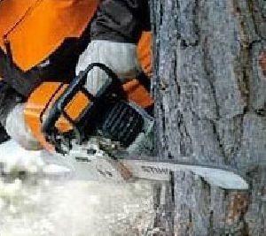 Petrol Chain Saw