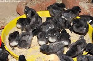 Kadaknath Original Chicks