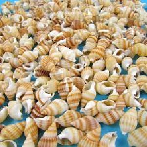 Natural Seashell