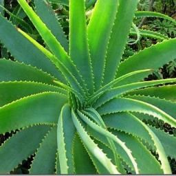 Aloe Vera Gel