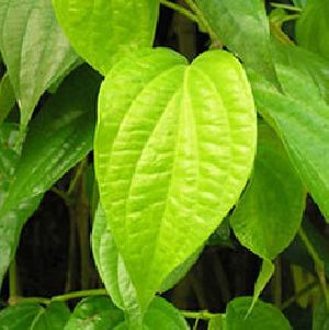 Betel Leaf Oil