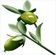 Jojoba Oil