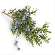 Juniper Berry Oil